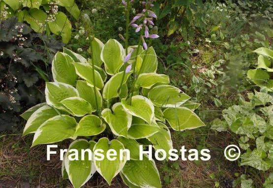 Hosta Moon Dance